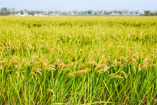 制造業(yè)分析：再這樣熱下去，全球的早餐都“懸了”